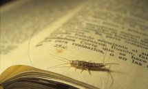 SERVICIO DE FUMIGACION DE LEPISMAS , PESCADITO DE PLATA